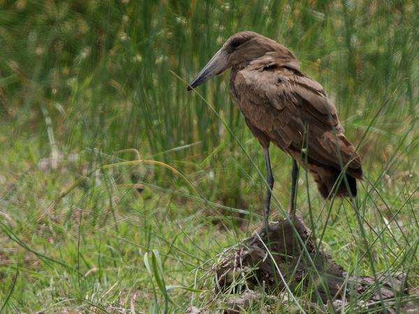 <h3><a href="/trips/tanzania/biota/animalia/chordata/aves/015 pelecaniformes/003 scopidae/scopus umbretta/scopus umbretta-nl.html">Scopus&nbsp;umbretta</a> / Hamerkop / Hamerkop</h3>OM-1 Mark II met OLYMPUS M.150-400mm F4.5 TC, 1/2000 sec  bij F5.6, ISO 640, afstand 40.1&nbsp;m